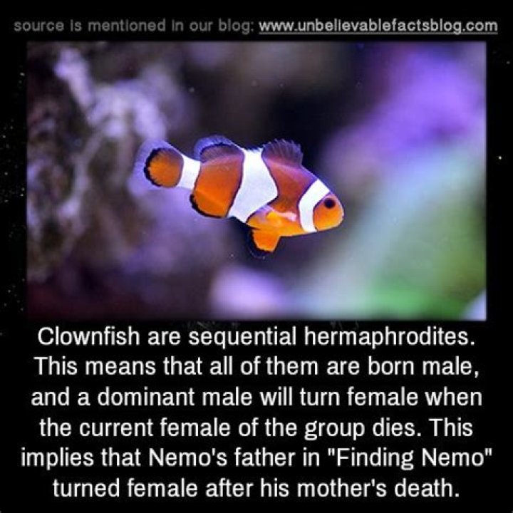 Are all clownfish born male?