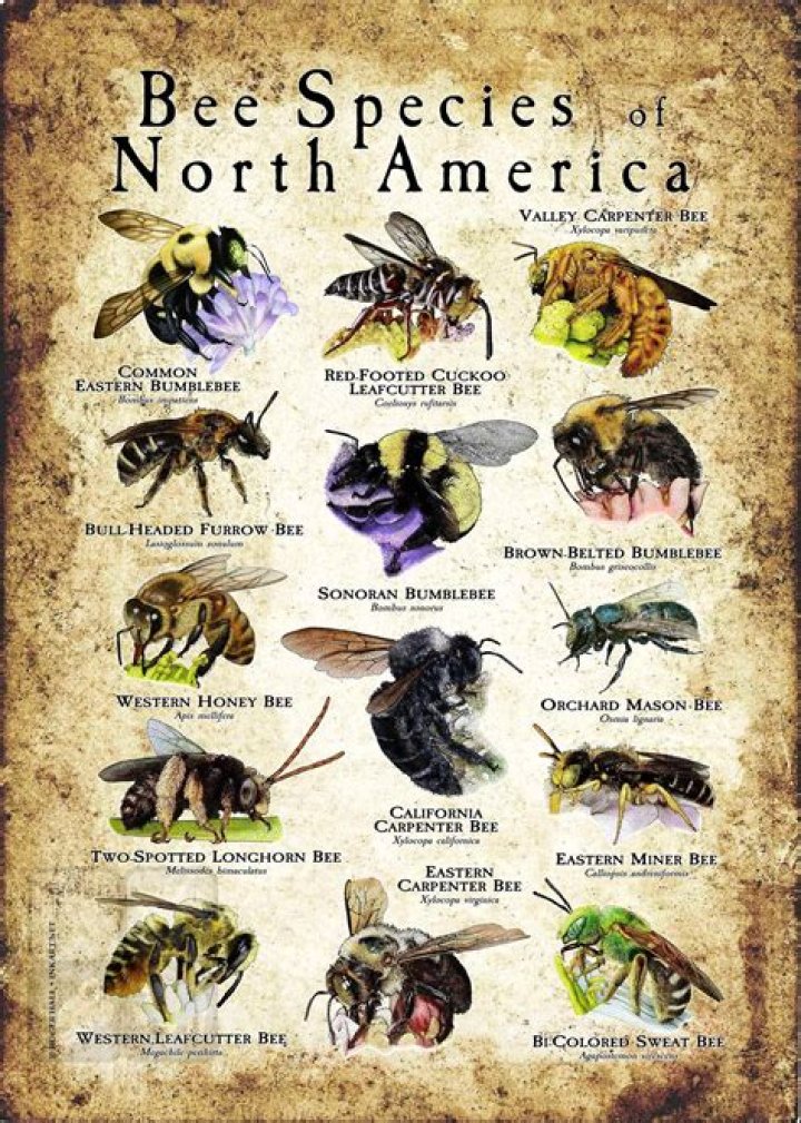 Are carpenter bees harmful to humans?