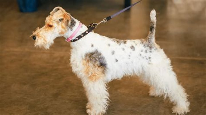 Are fox terriers good pets?