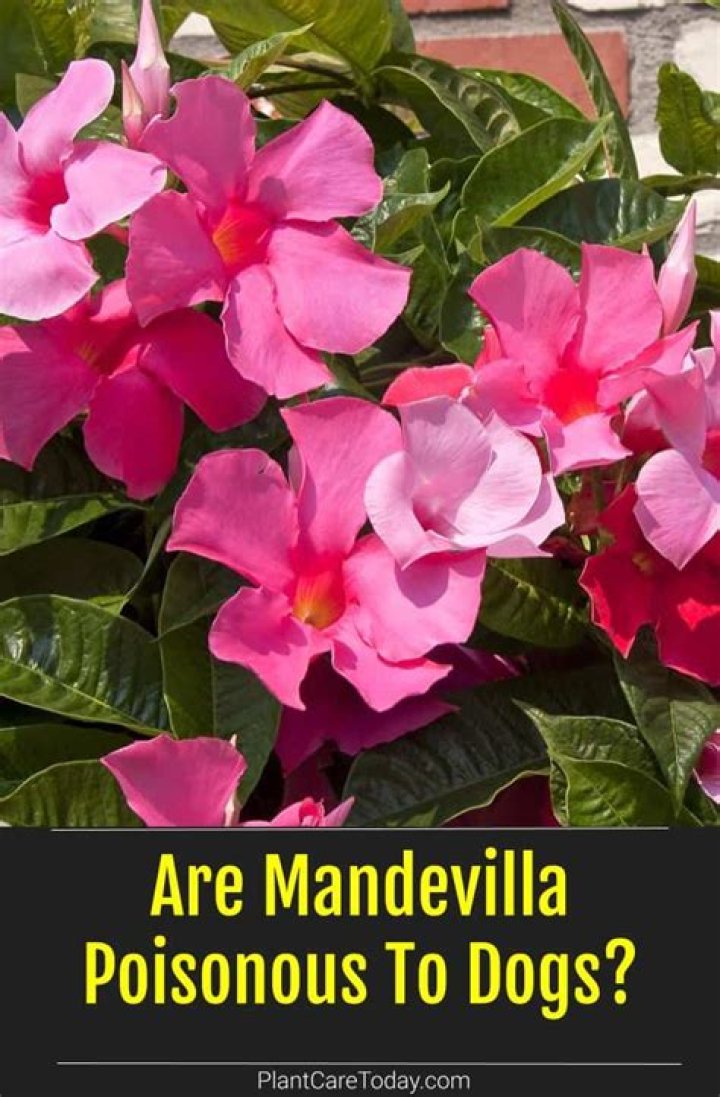 Are mandevilla plants poisonous to dogs?
