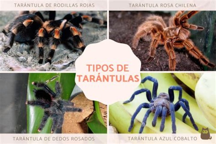 Are pet tarantulas friendly?