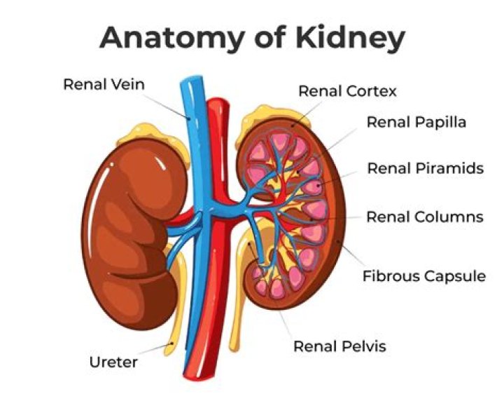 Are the kidneys encased in a layer of fat?