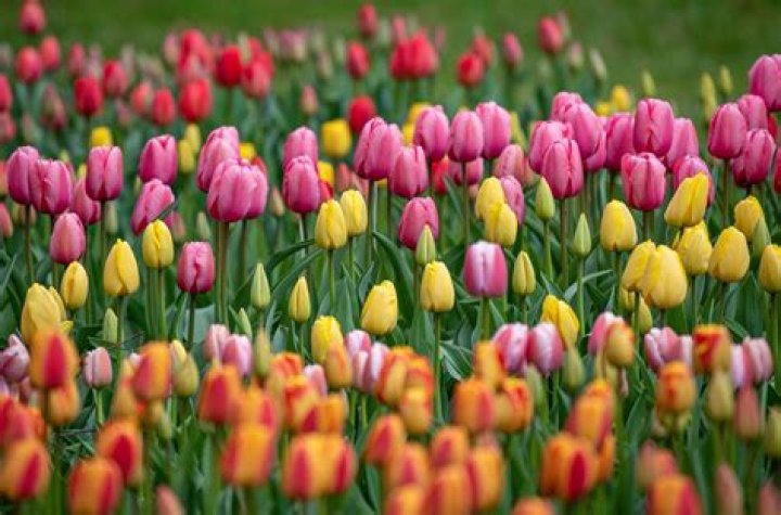 Are the tulips blooming in Golden Gate Park?