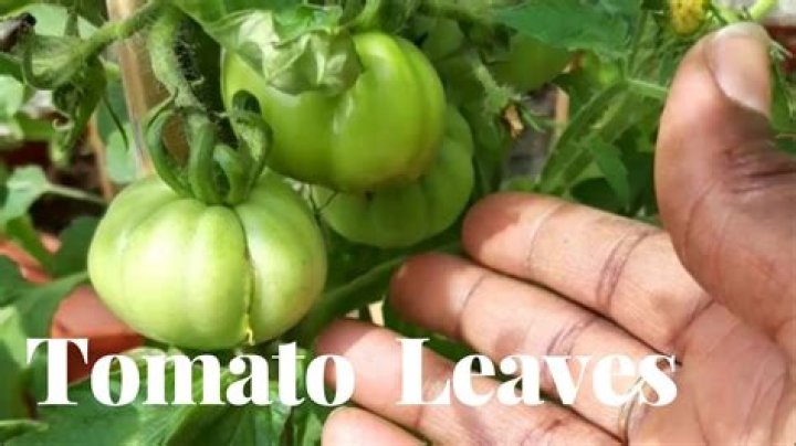 Are tomato leaves edible?