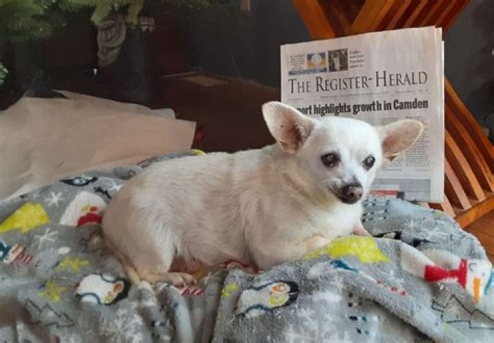 At what age is a Chihuahua considered a senior?