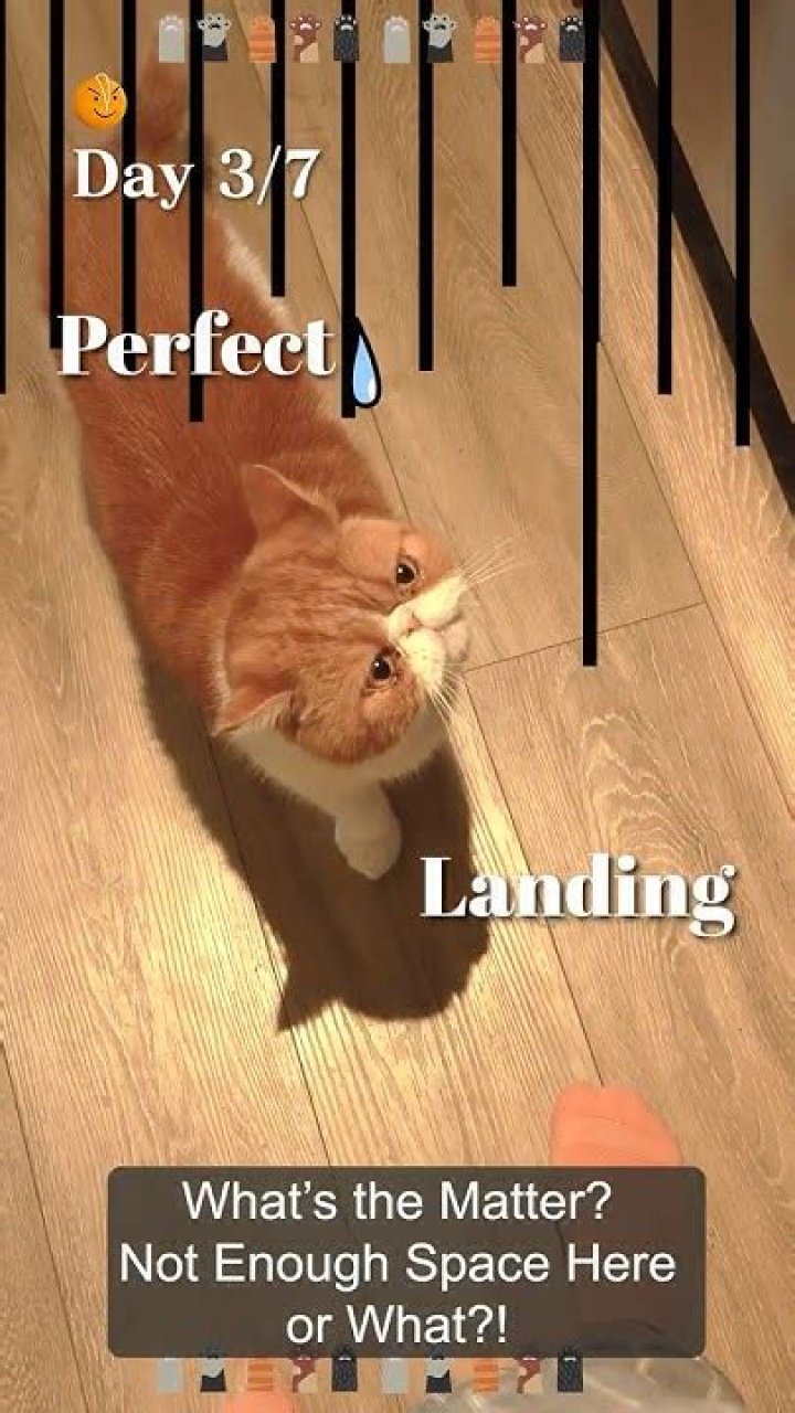 Can all cats jump high?