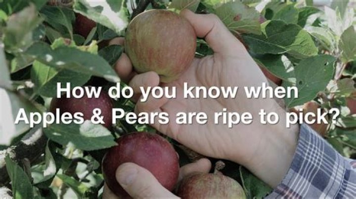 Can apples ripen if picked early?