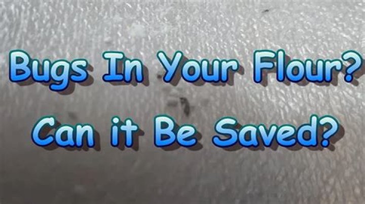 Can bugs survive in your stomach?