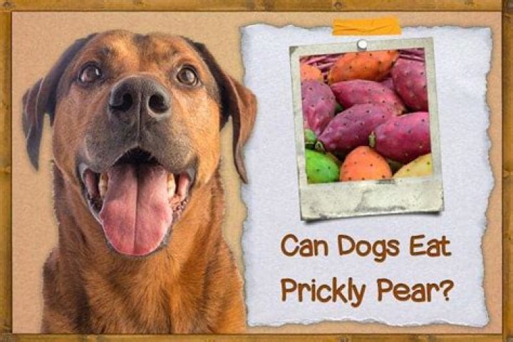 Can dogs eat prickly pear?