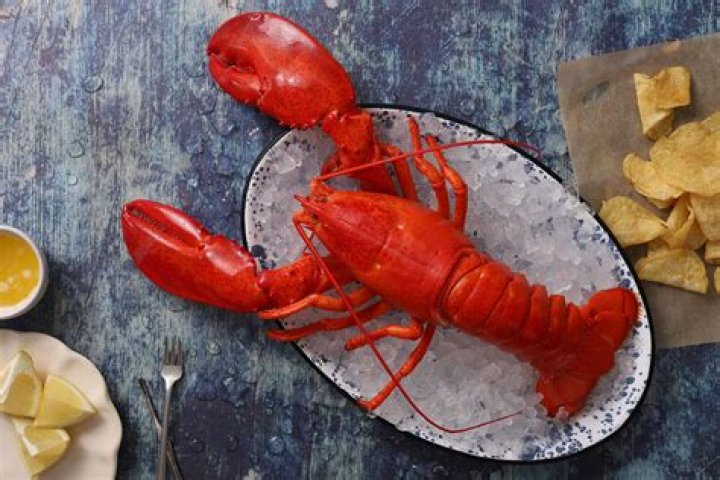 Can dogs have cooked lobster?