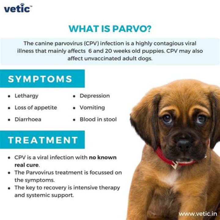 Can parvo live on wood?