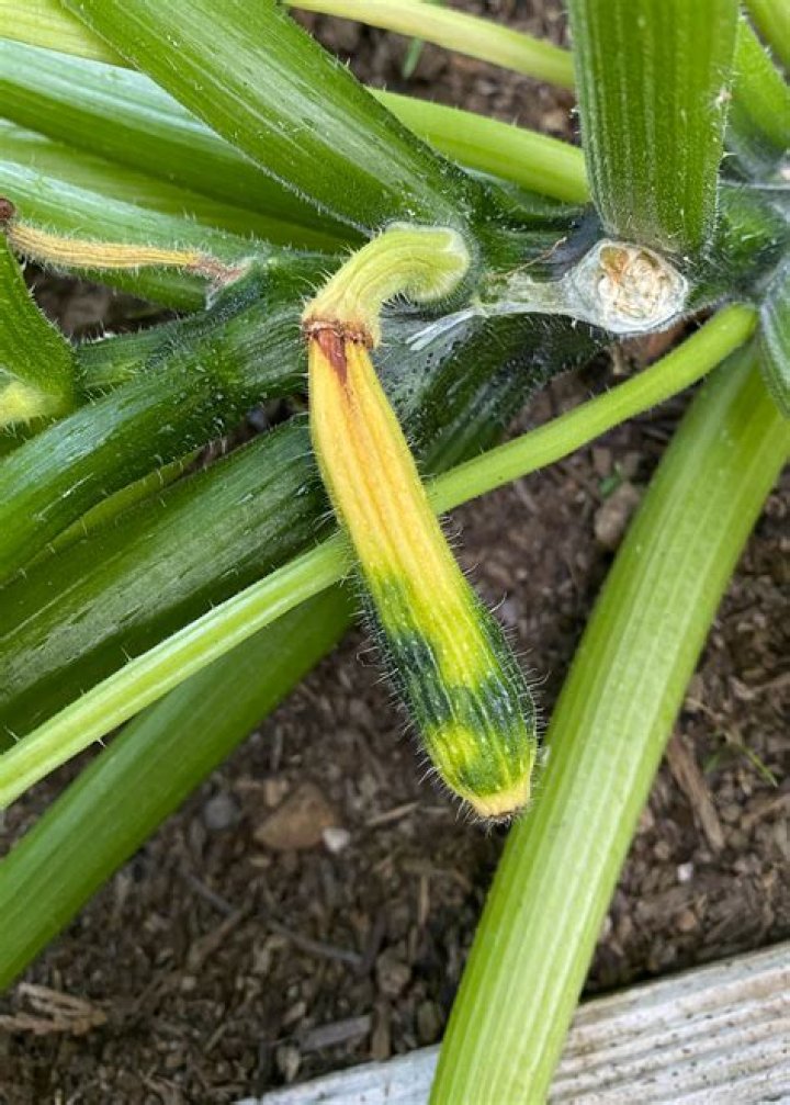 Can squash and zucchini cross pollinate?