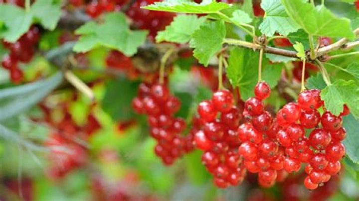 Can you grow currants in California?