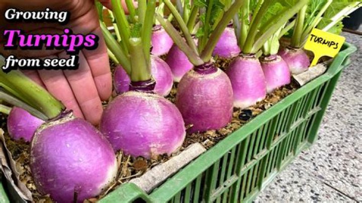Can you start turnips indoors?