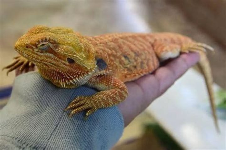 Can you use soap on bearded dragons?