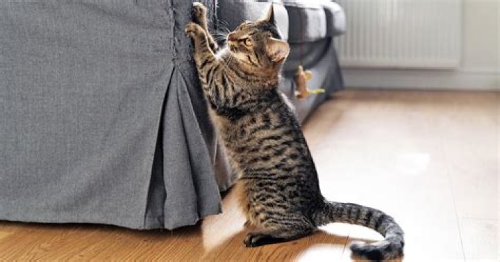 Do cats learn if you punish them?