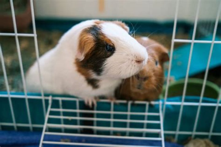 Do guinea pigs need to have their teeth trimmed?