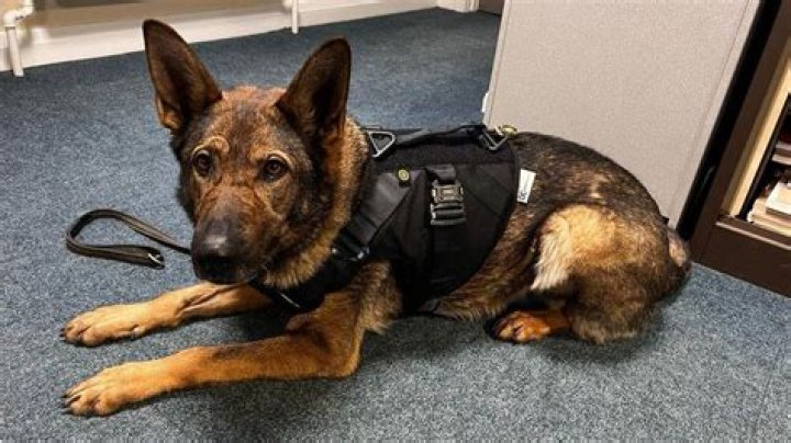 Do police dogs wear vests?