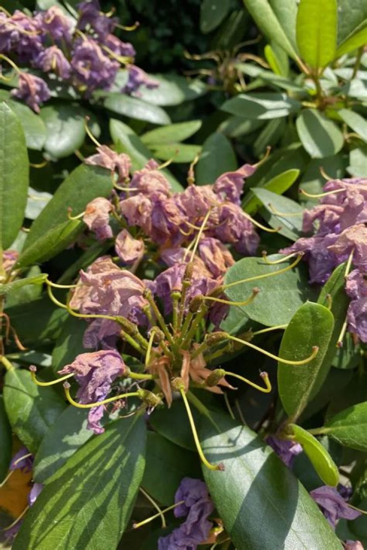 Do you need to deadhead rhododendrons?