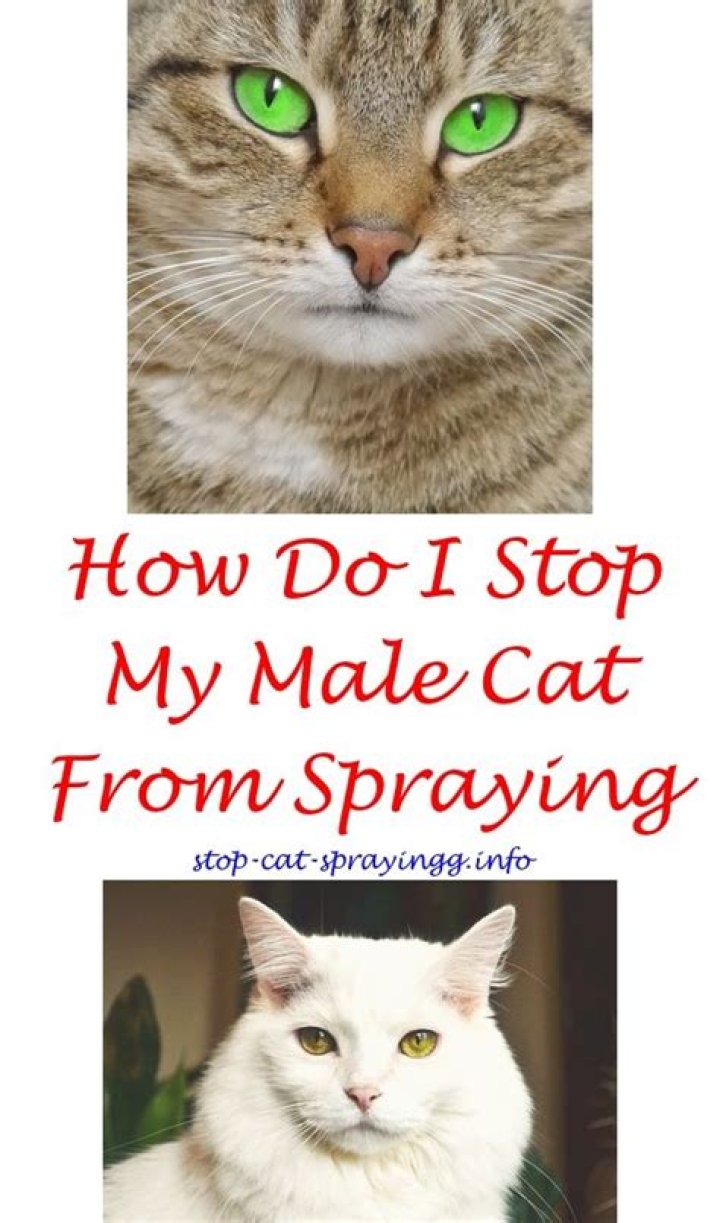 Does female cat spray smell?
