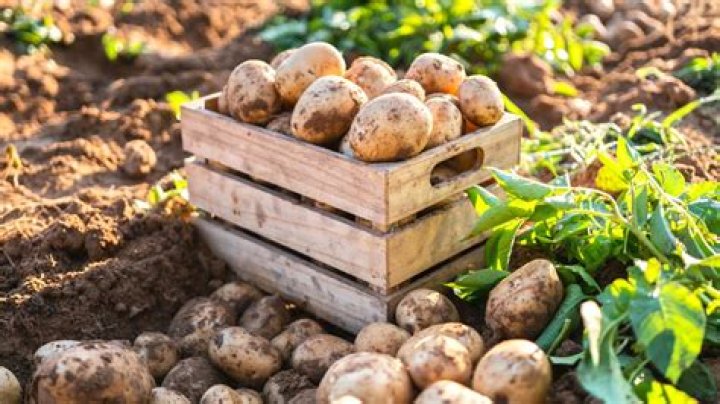 How are potatoes grown commercially?