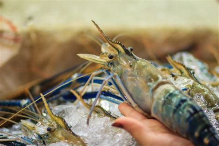 How big is the largest shrimp ever caught?