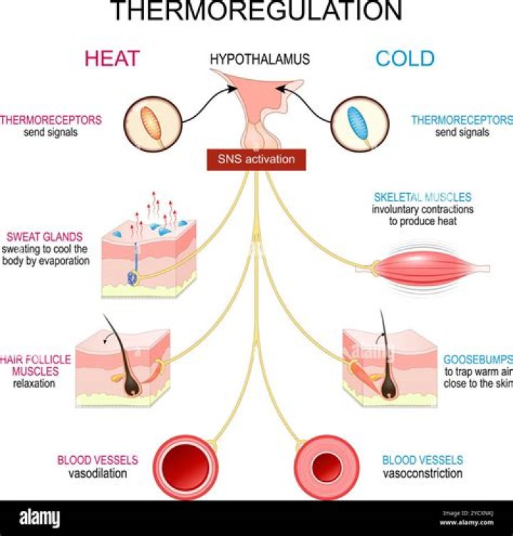 How can I promote my baby's thermoregulation?