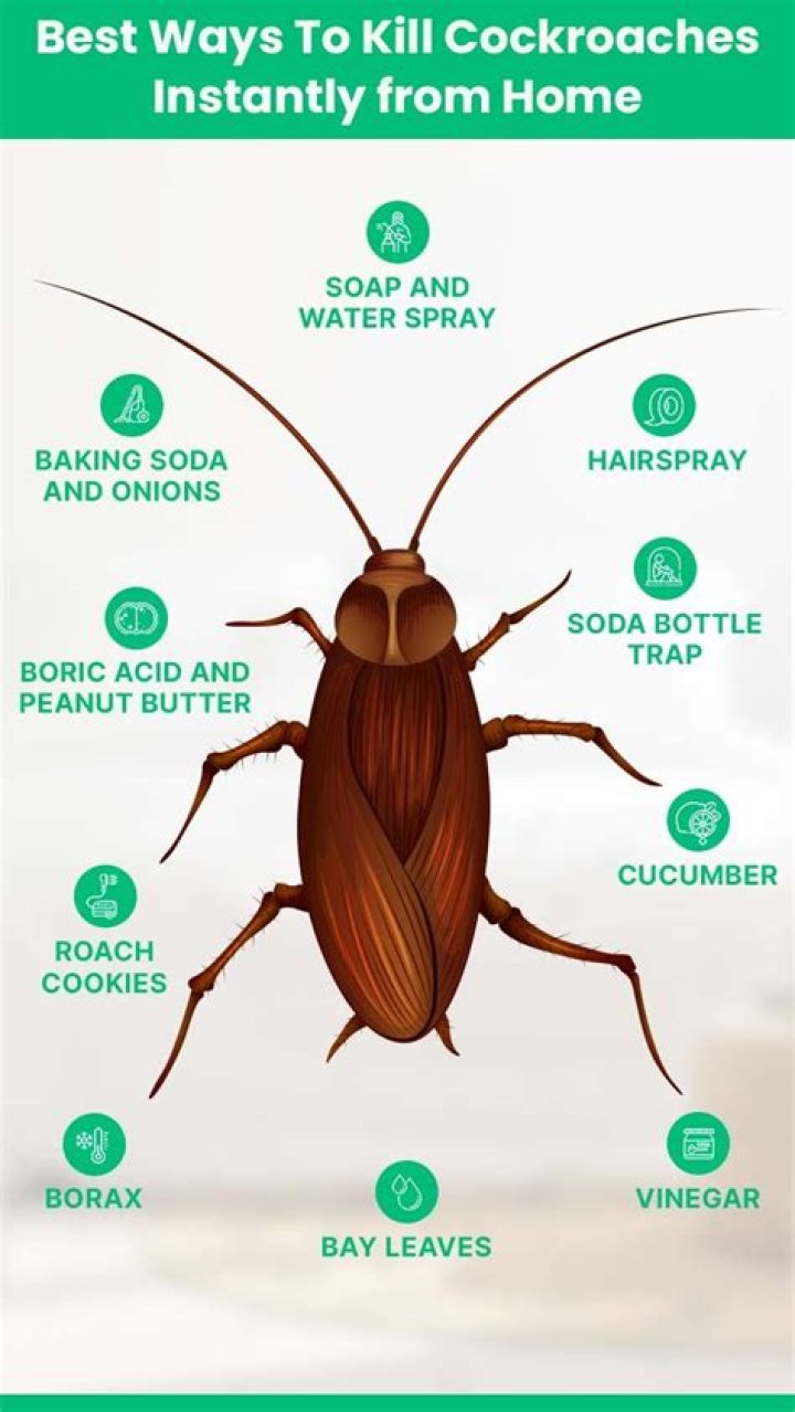 How do I get rid of the smell of roaches in my cabinets?