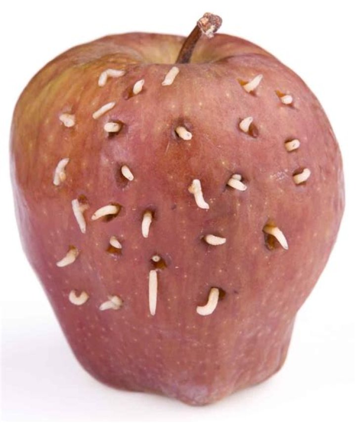 How do maggots get into apples?