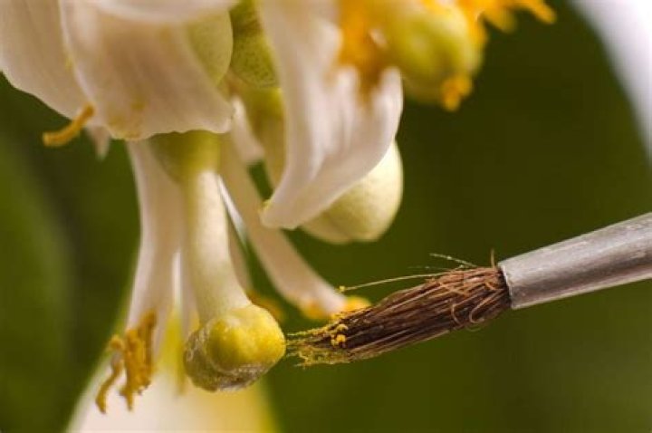 How do Meyer lemon trees pollinate?