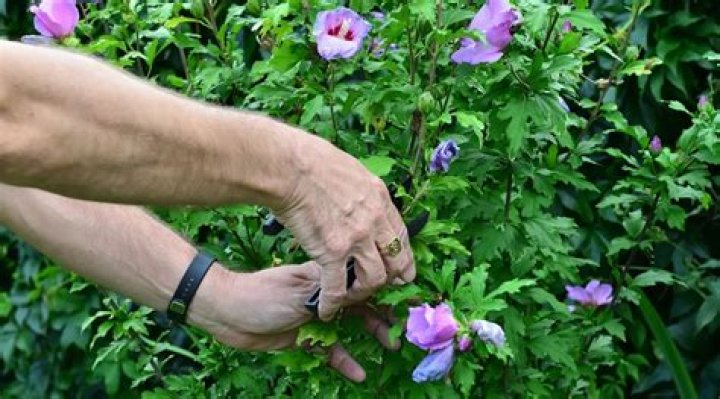 How do you care for a hibiscus tree in the winter?