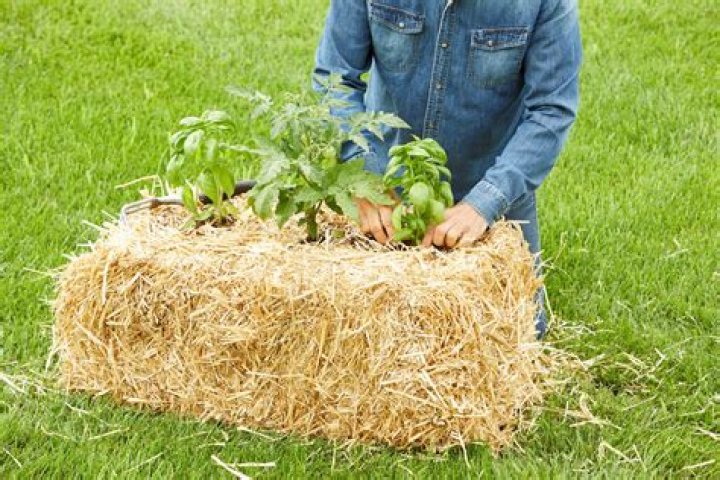 How do you grow carrots in straw bales?