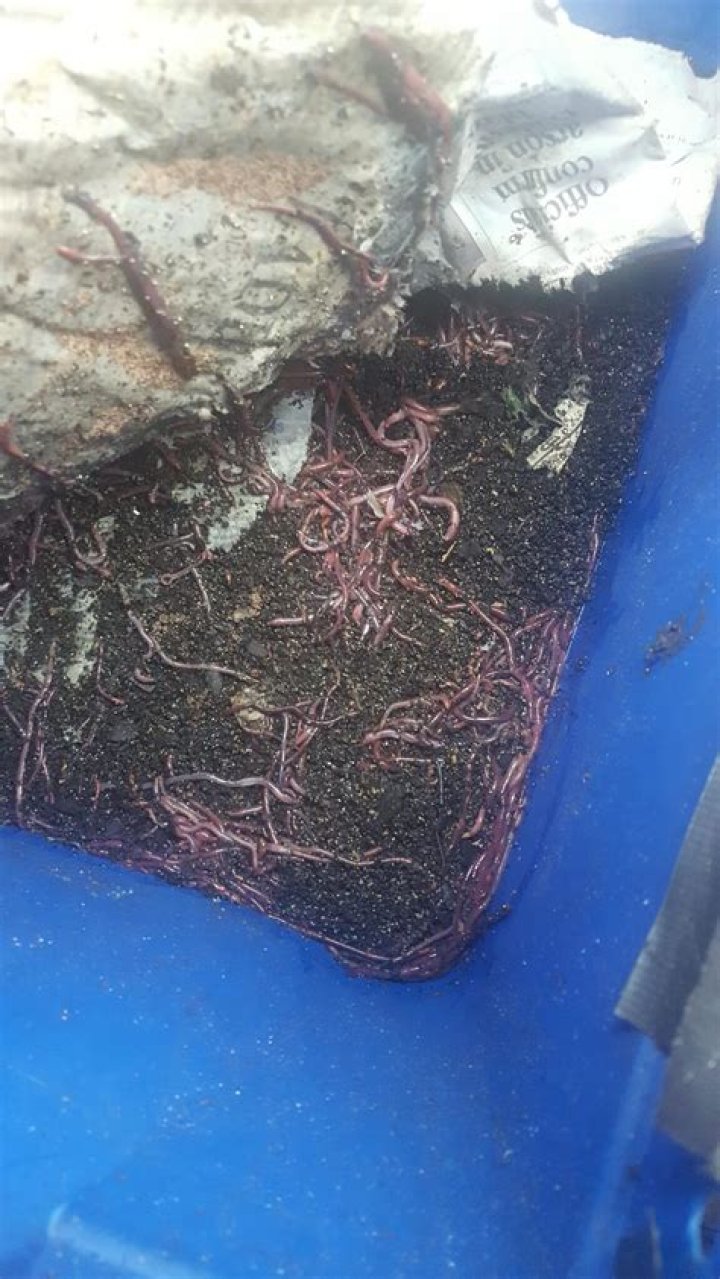 How do you increase red worm population?