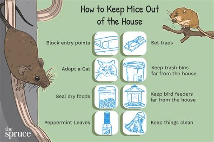 How do you kill mice with homemade poison?