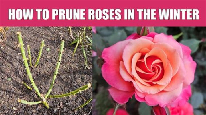 How do you prune a Joey Rose?