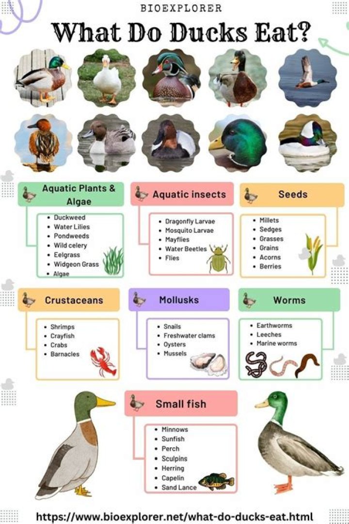 How do you stop ducks from nesting?