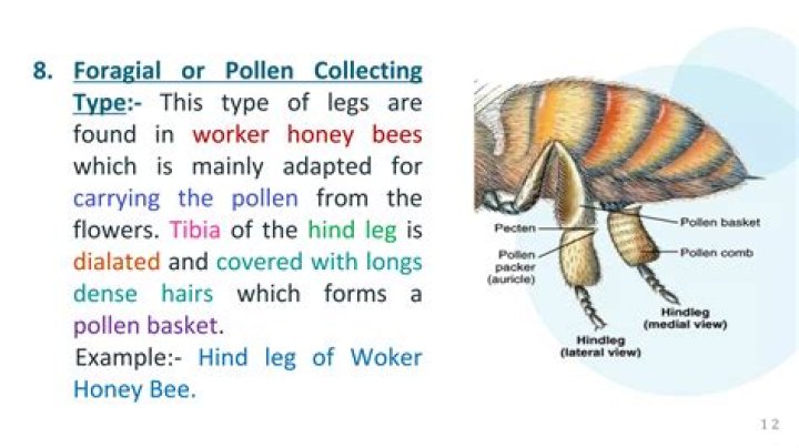 How is the third pair of legs adapted for jumping?