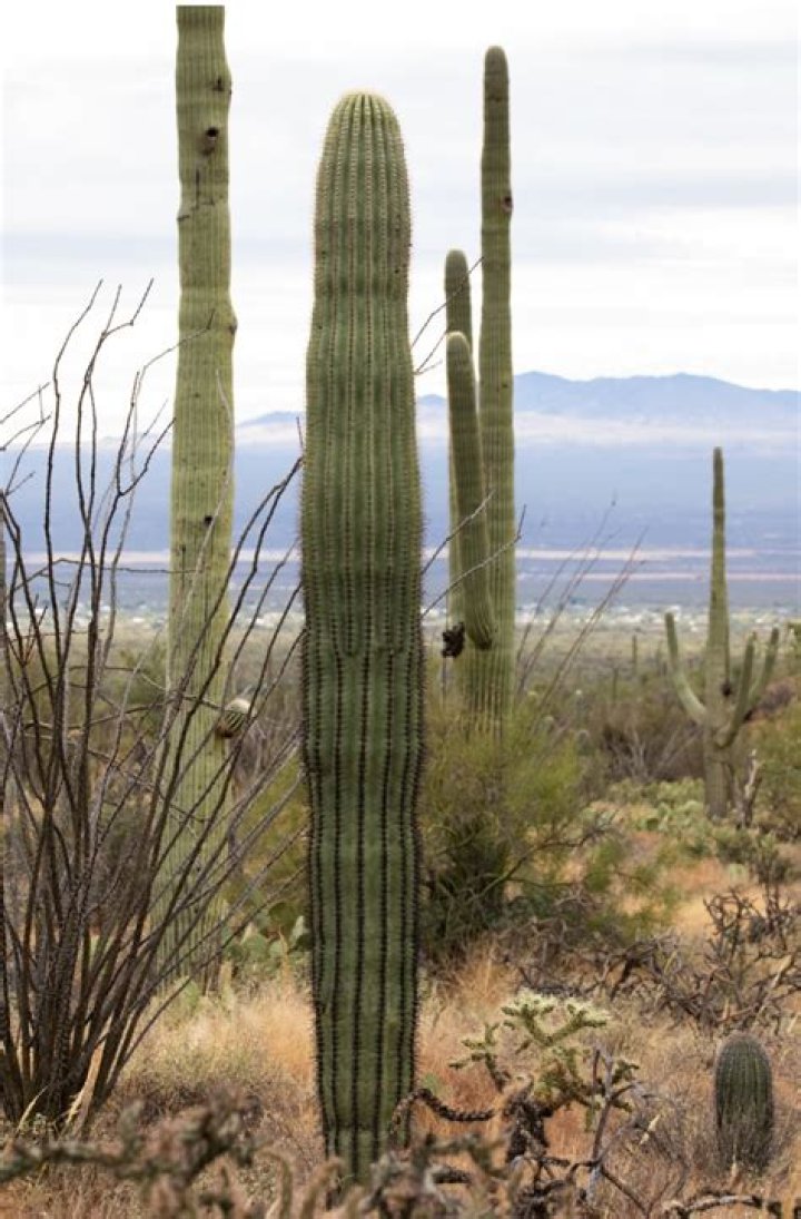 How long does a saguaro cactus live?