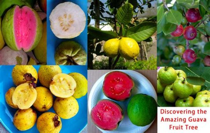 How long does guava take to grow?