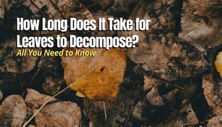 How long does it take for leaves to decompose?