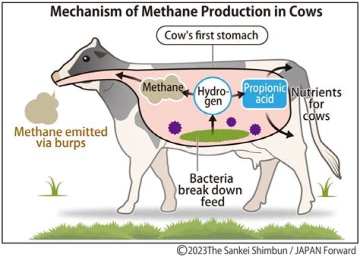 How many cows die from eating plastic?