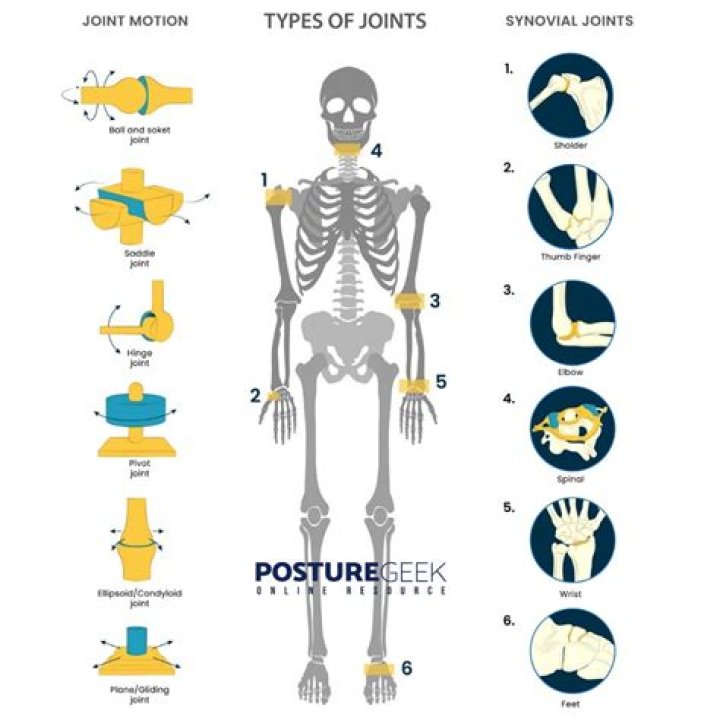 How many joints can a tri articulate muscle move?