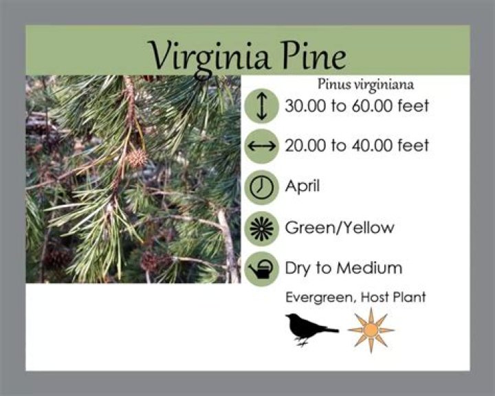 How many needles does a Virginia pine have?