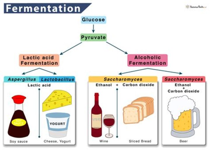 How many steps are in fermentation?