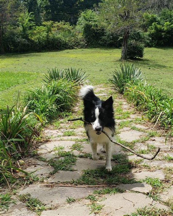 How much food should you feed a border collie puppy?