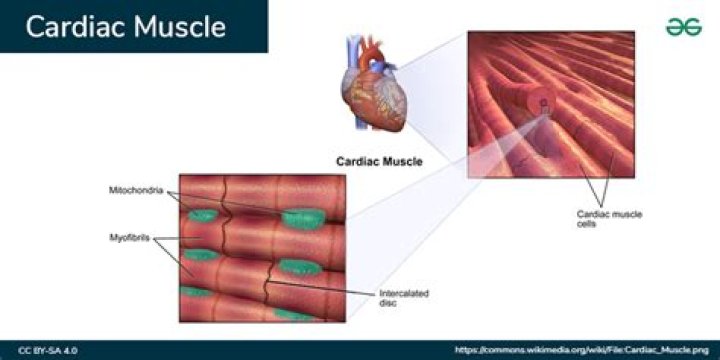 How would you distinguish the structure of cardiac muscle from that of skeletal?