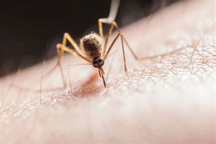 Is Bifen good for mosquitoes?