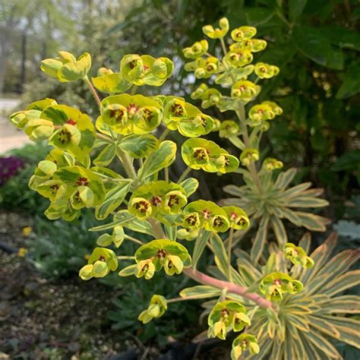 Is Euphorbia Ascot Rainbow Evergreen?
