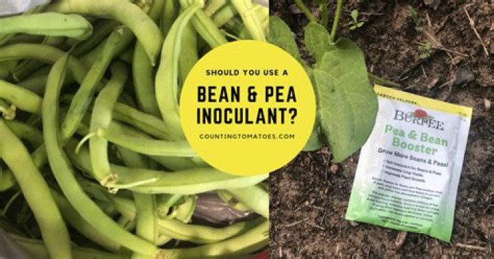 Is inoculant necessary for beans?