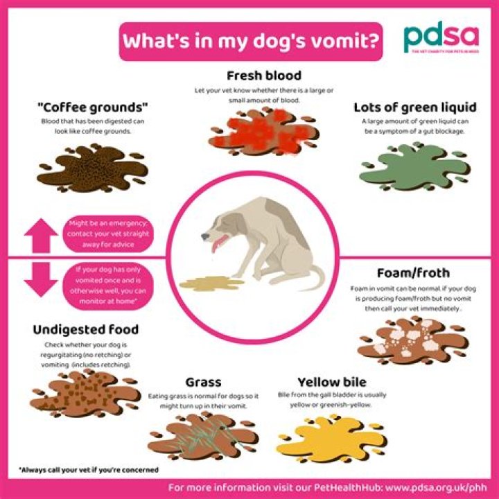 Is it common for puppies to throw up?